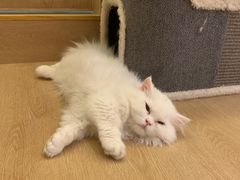 -猫腻·猫咖·撸猫馆(星光大道店)