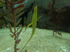 -上海海洋水族馆