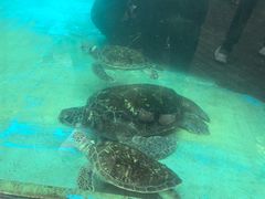 -海合安成都极地海洋公园