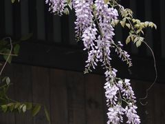 -杭州植物园