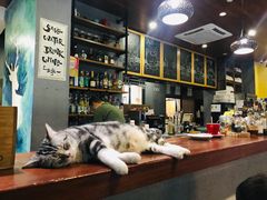 -咖法森林·咖啡  酒吧(天河店)