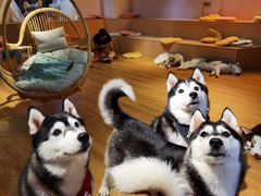 -Husky Go! 哈士奇体验馆·宠物咖啡厅狗咖