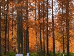 -黄海国家森林公园