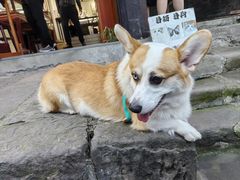-磁器口古镇