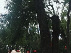 -哈尔滨文化公园