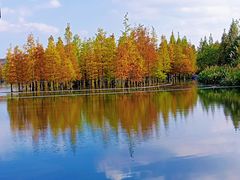 -白鹭湾湿地公园