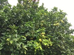 -千岛湖东南湖区