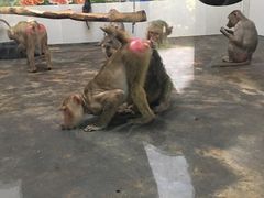 -西安秦岭野生动物园