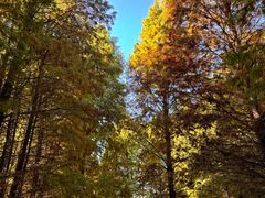 -溱湖国家湿地公园