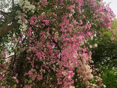 -深圳国际园林花卉博览园