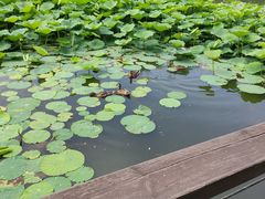 -前关湿地公园