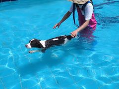 -趣玩宠物乐园寄养训犬训狗游泳池