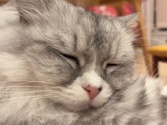-Let's go狗咖·猫咖·奶狗·桌游(春熙路IFS店)