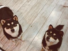 -百好乐宠物友好餐厅(朝外大街店)