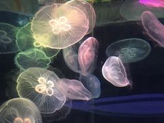 -青岛海底世界-水族馆