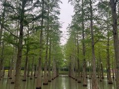 -泗洪洪泽湖湿地景区