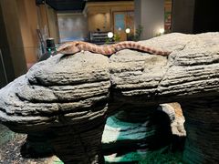 -帕帕拉兹宠物(亚洲旗舰店)