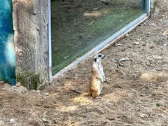 -合肥野生动物园