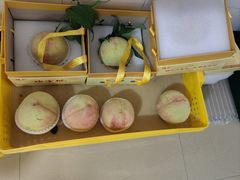 -老袁家蜜桃农场·阳山水蜜桃