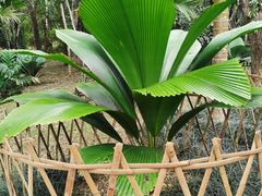 -中国科学院西双版纳热带植物园