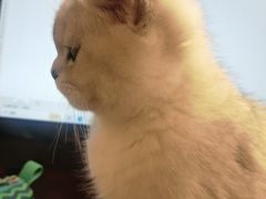 -纳吉亚猫专科动物诊疗中心(蒋宅口分院)