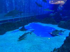 -成都浩海立方海洋公园