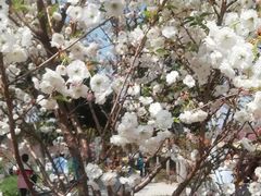 -天适樱花悠乐园