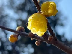 -香山公园