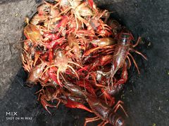 -同銮特种养殖场·龙虾垂钓