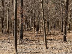 -合肥滨湖国家森林公园