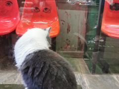 -猫咪博物馆(顶澳仔猫街店)