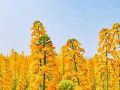 -中国天府农业博览园