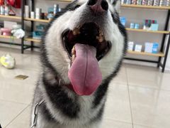 -佳雯宠物医院·皮肤科·内外科(春晓路分院)