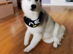 -Husky Go! 哈士奇体验馆·宠物咖啡厅狗咖