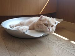-CAT’S MEWSTAR CAFE·喵星球猫屋(晴湾咖啡店)