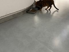 -琪喵猫屋·撸猫猫咖·猫舍