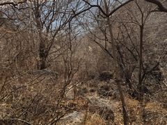 -北京鹫峰国家森林公园