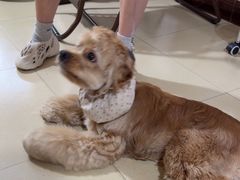 -老袁家蜜桃农场·阳山水蜜桃