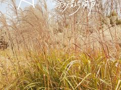 -野鸭湖国家湿地公园