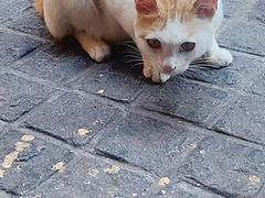 -猫岛主趣味餐厅(鼓浪屿店)