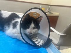 -艾贝尔宠物医院·24H转诊中心·肿瘤猫专科(江宁双龙店)