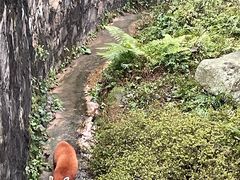 -都江堰中华大熊猫苑