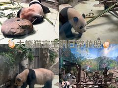 -成都大熊猫繁育研究基地