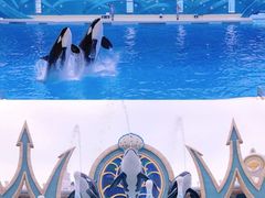 -上海海昌海洋公园