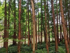 -桤木河湿地公园