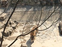 -石家庄市动物园