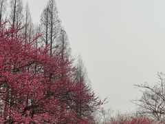 -杭州植物园