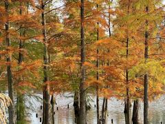 -白鹭湾湿地公园