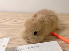 -MOYOYO猫咪咖啡店