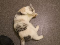 -猫色咖啡·猫咖